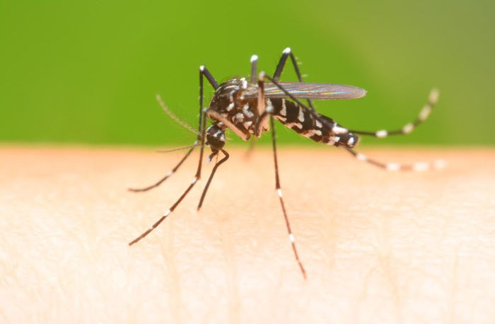 mencegah bahaya nyamuk