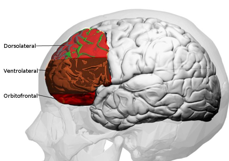 Mengenal Korteks Prefrontal, Struktur Otak yang sangat Berpengaruh kepada Kesehatan Jiwa